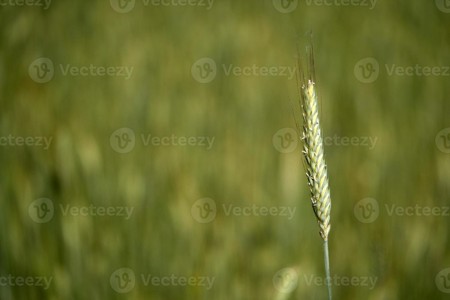 growing green wheat field detail photo