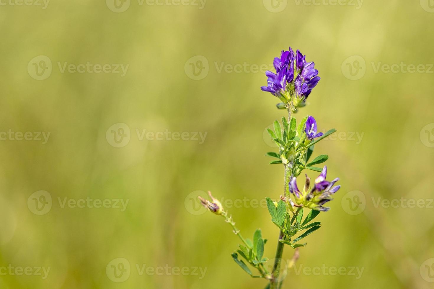Polygala violet flower photo