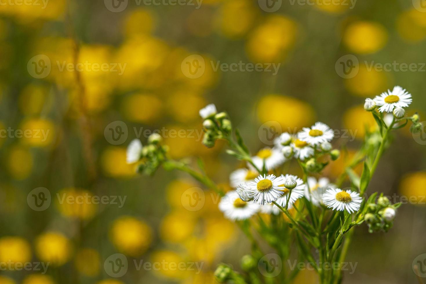 Small daisy flowers field on bubble bokeh background photo
