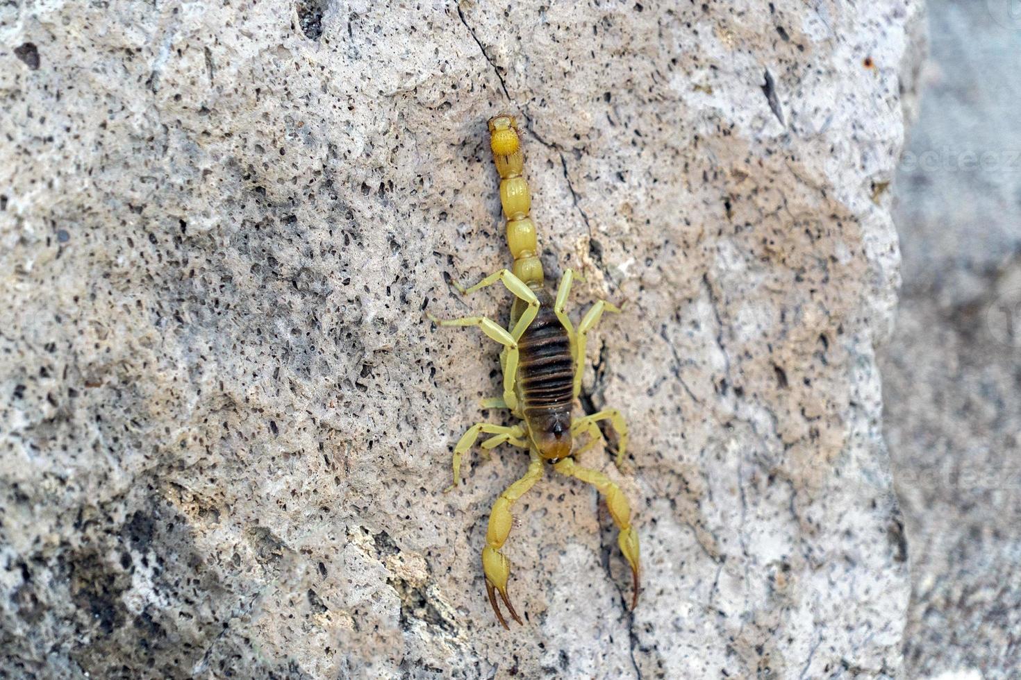 escorpion amarillo en baja california sur mexico foto