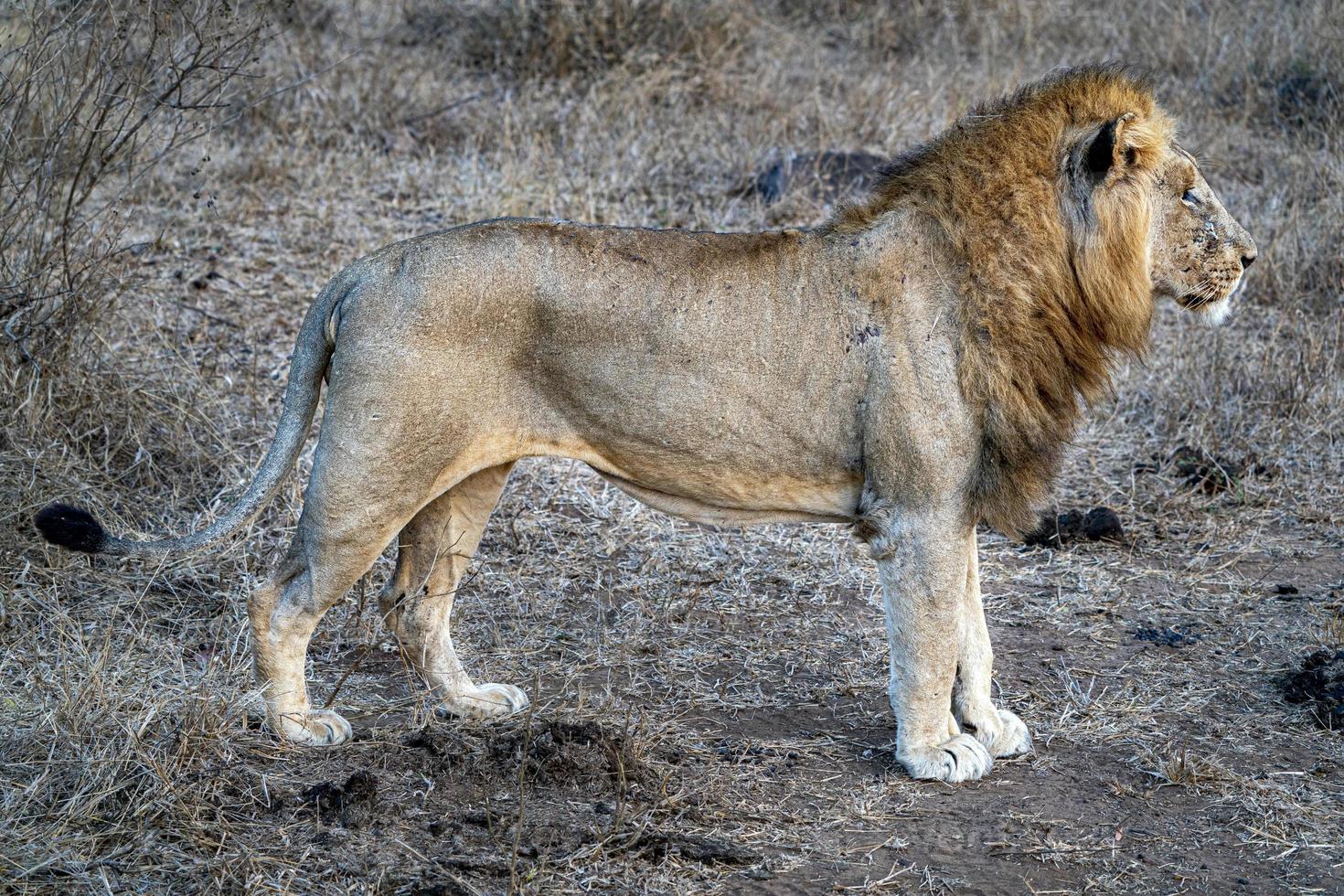 male lion in kruger park south africa rady to hunt photo