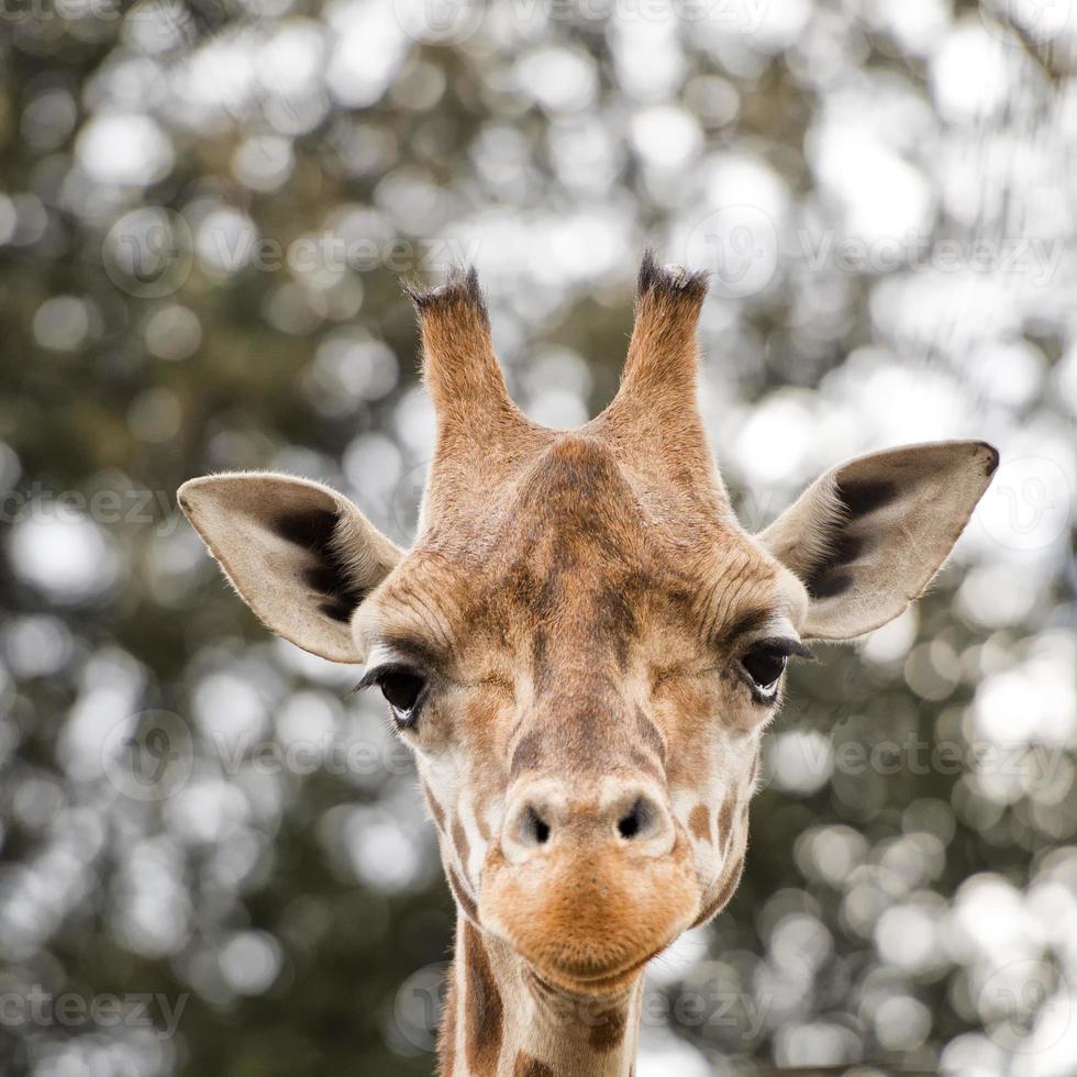 Isolated giraff close up portrait photo