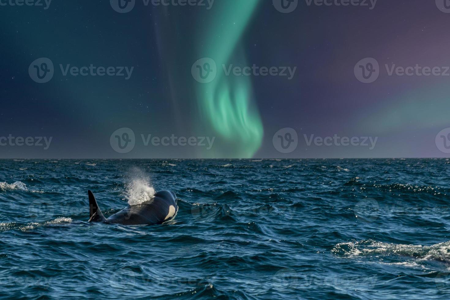 orca en el fondo de la aurora boreal foto