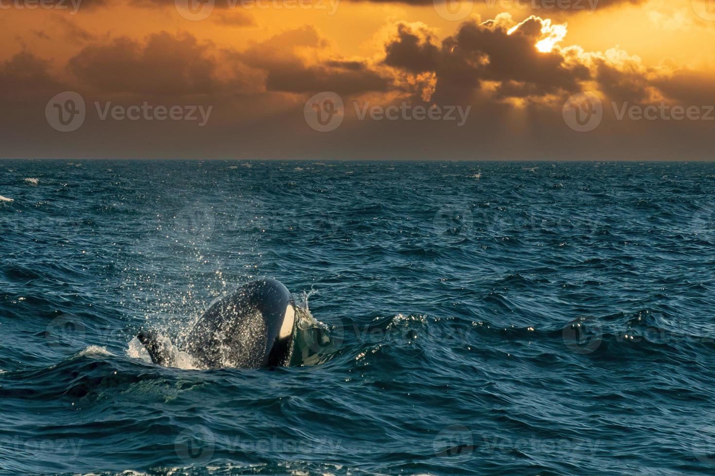 orca on sunset sky background photo