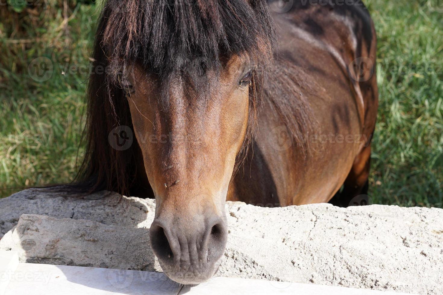 many flies fly on horse eye photo