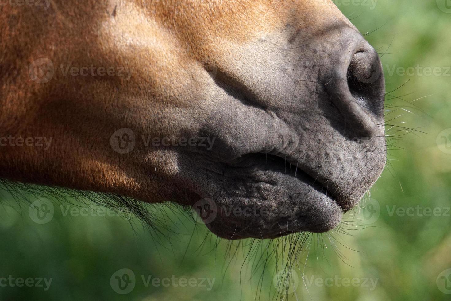 many flies fly on horse eye photo