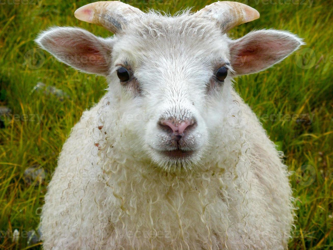 newborn baby white ram sheep under the rain photo