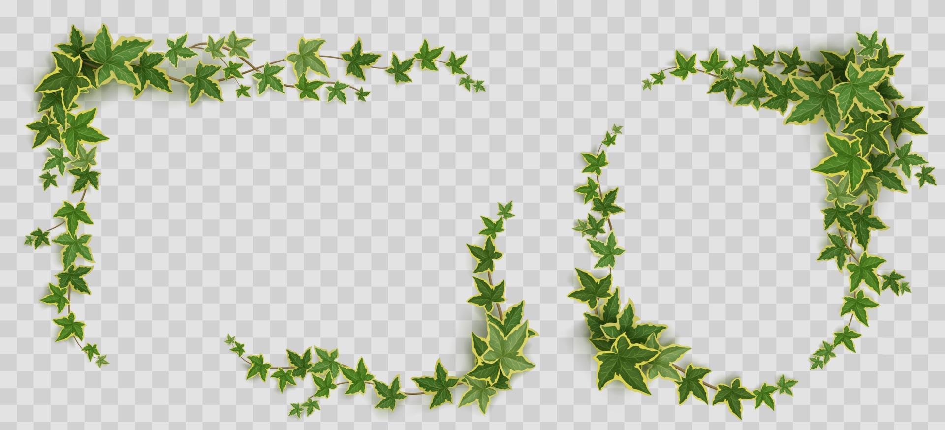 Ivy frames, climbing vine green leaves elements vector