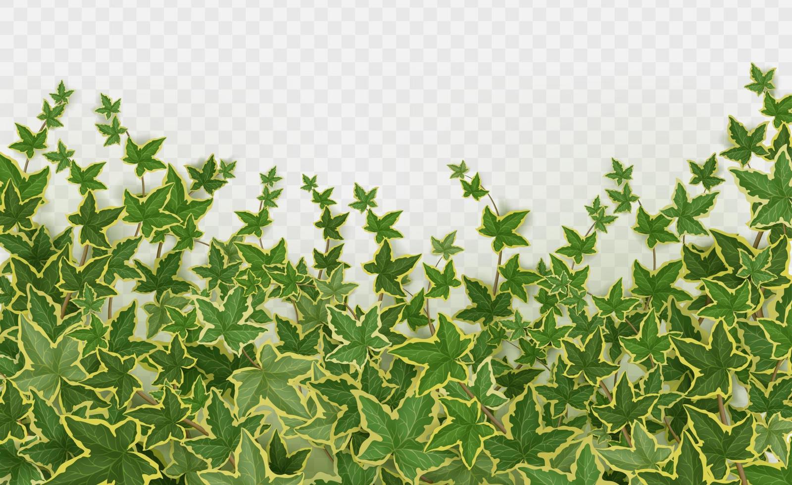 Realistic ivy background on gray background vector