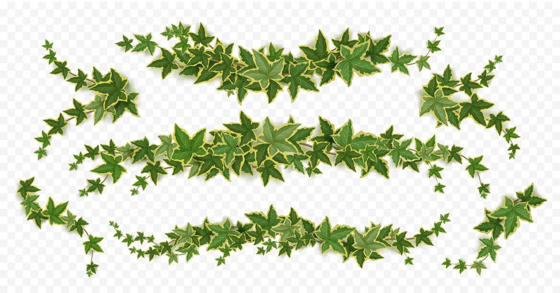 Ivy vines, creeper branches with green leaves vector