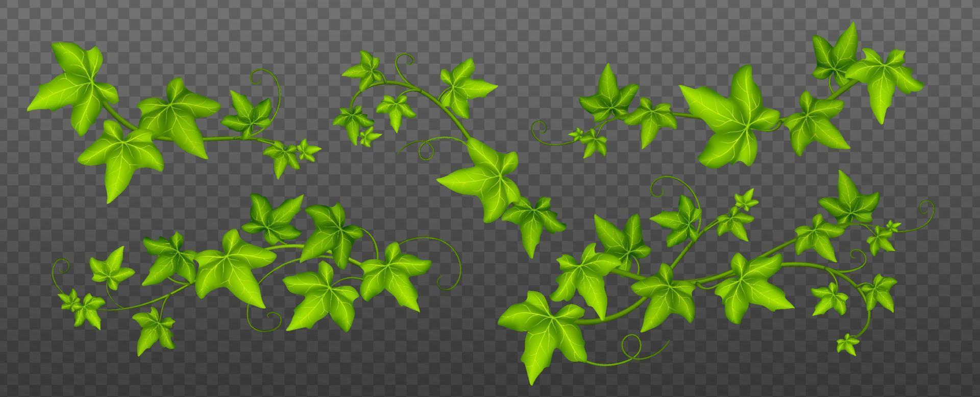 Ivy climbing vines, green leaves of creeper plant vector