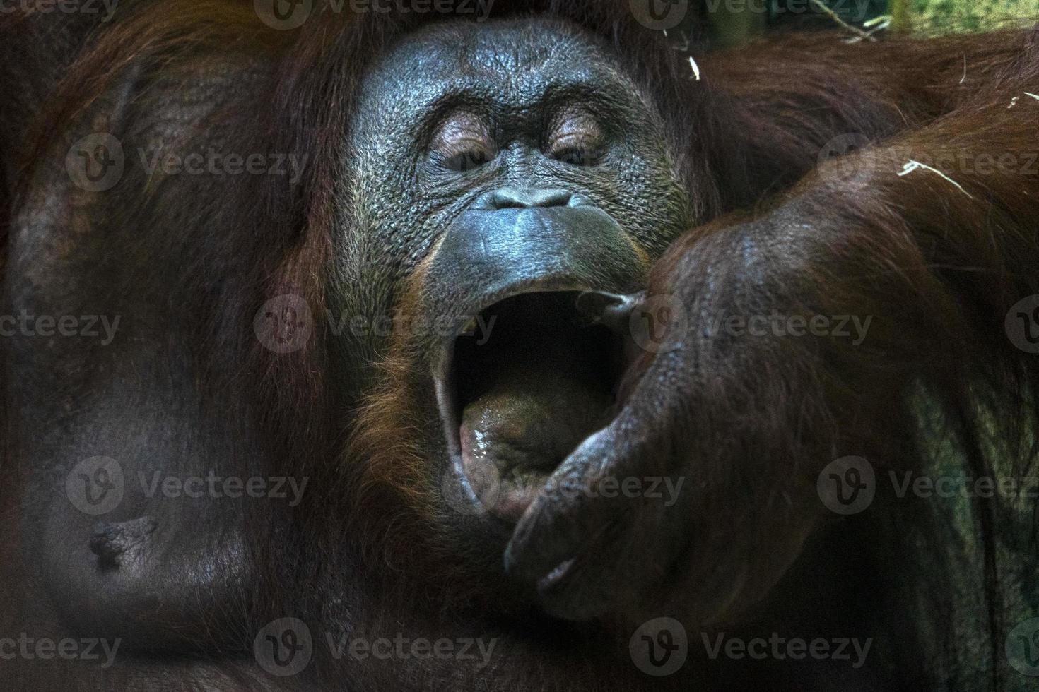 Orangutan monkey close up portrait while eating photo