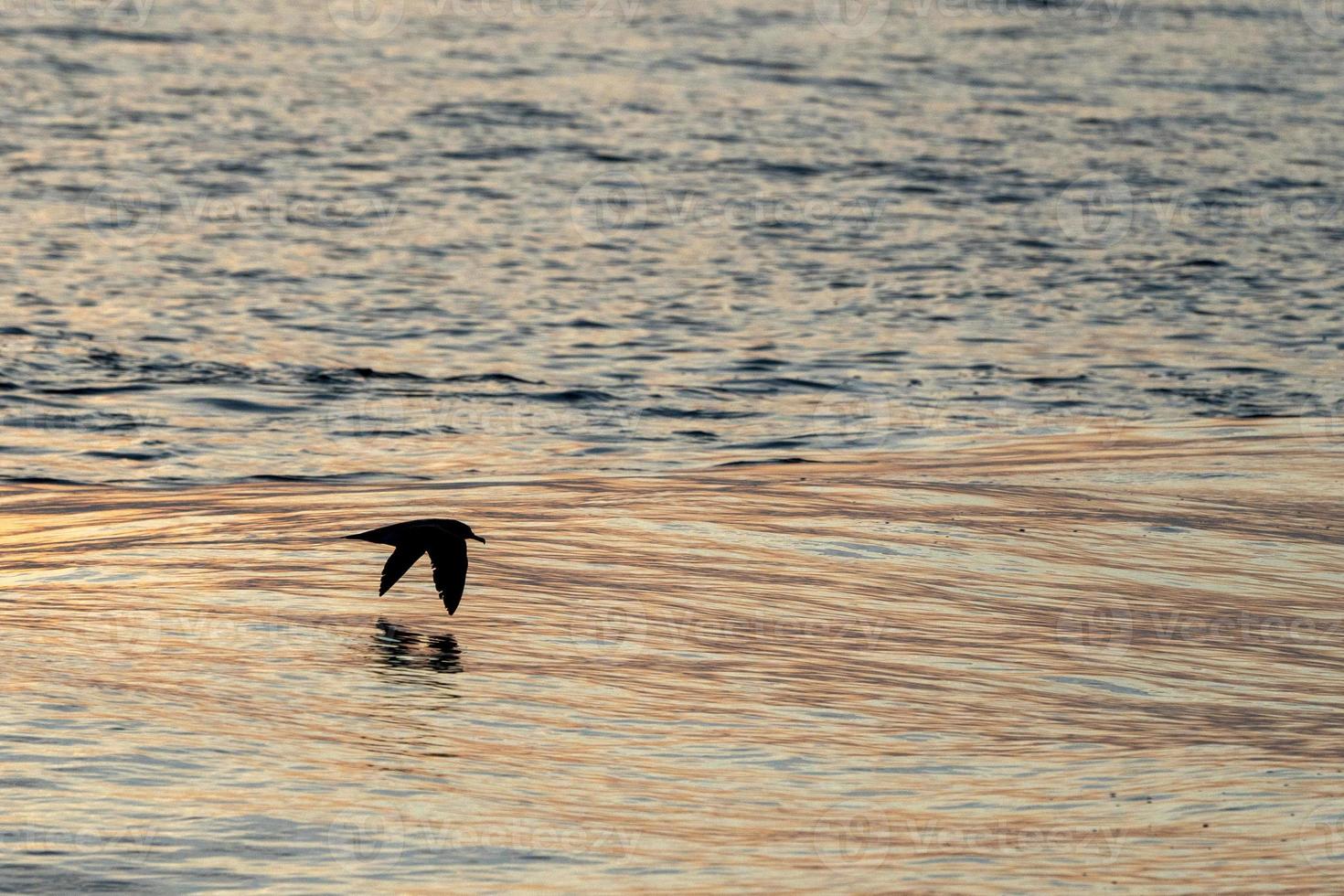 seagull sealhouette while flying at sunset photo