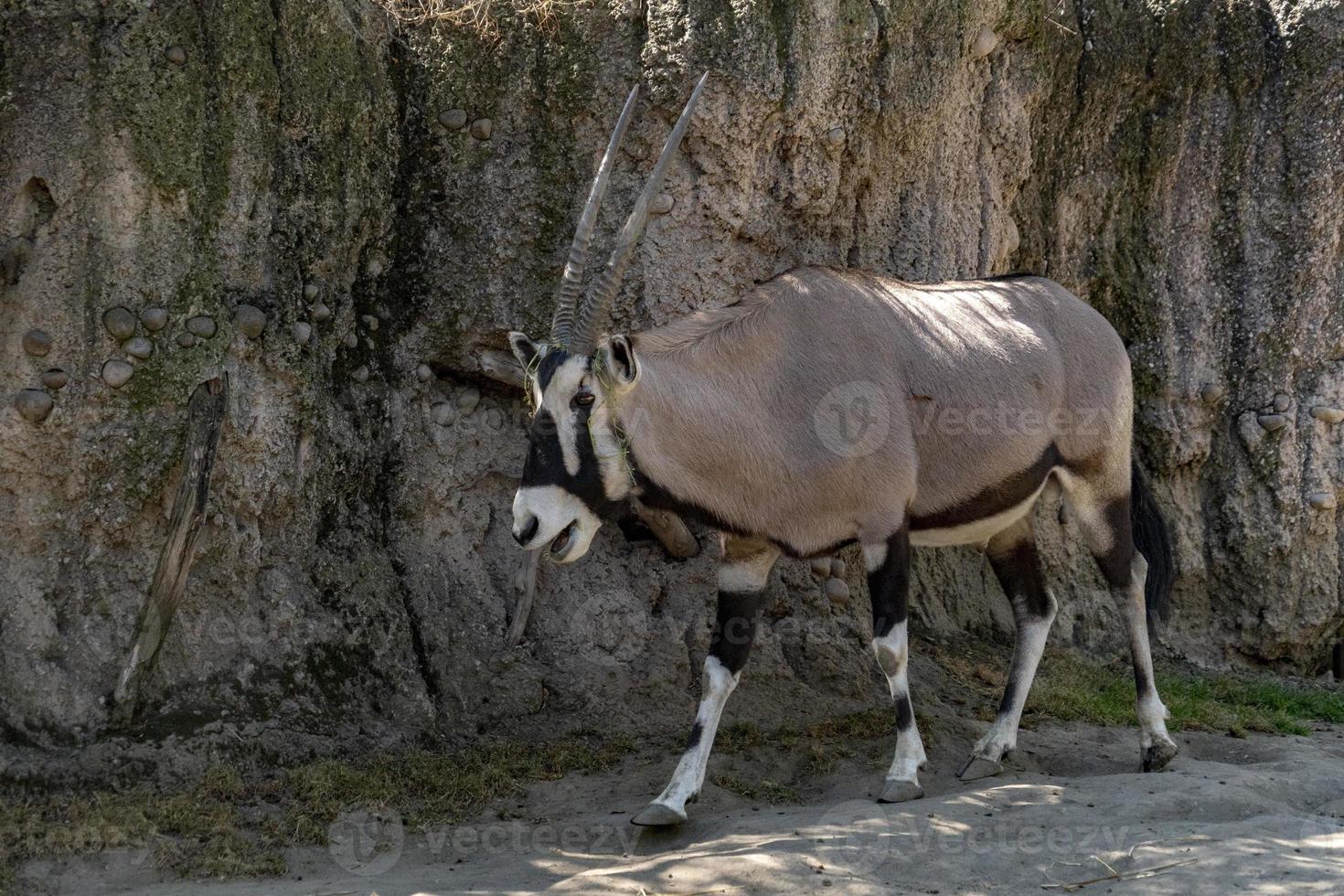 retrato de antílope africano oryx foto