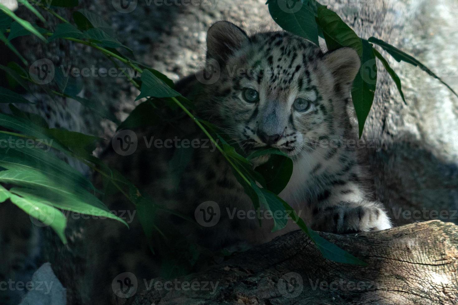 newborn puppy snow leopard close up portrait photo