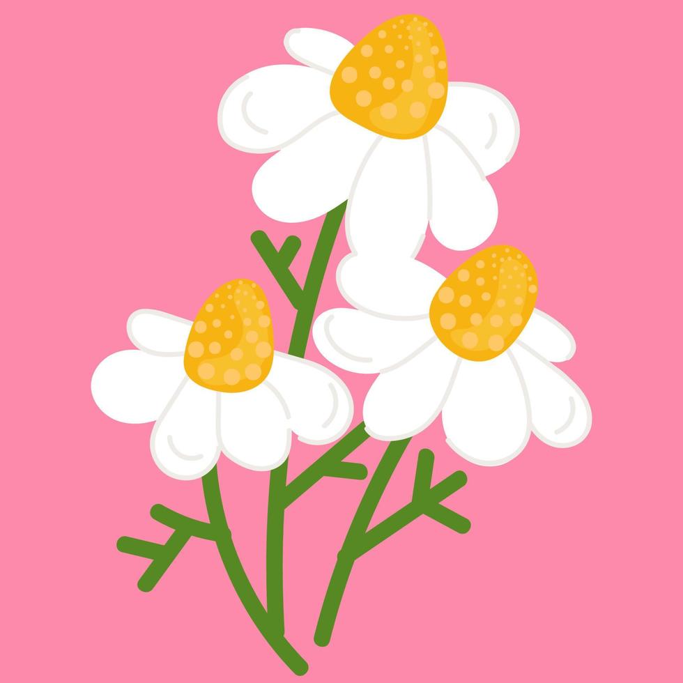 Vector hand drawn camomile or daisy flower.