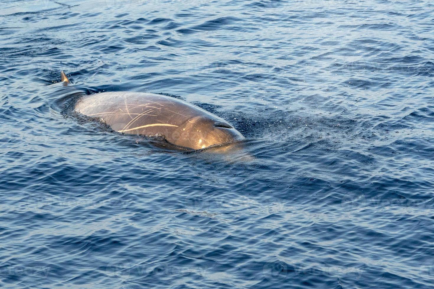 Rare Goose Beaked whale dolphin Ziphius cavirostris photo