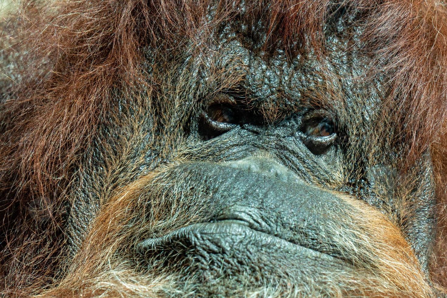 orangutan face portrait photo