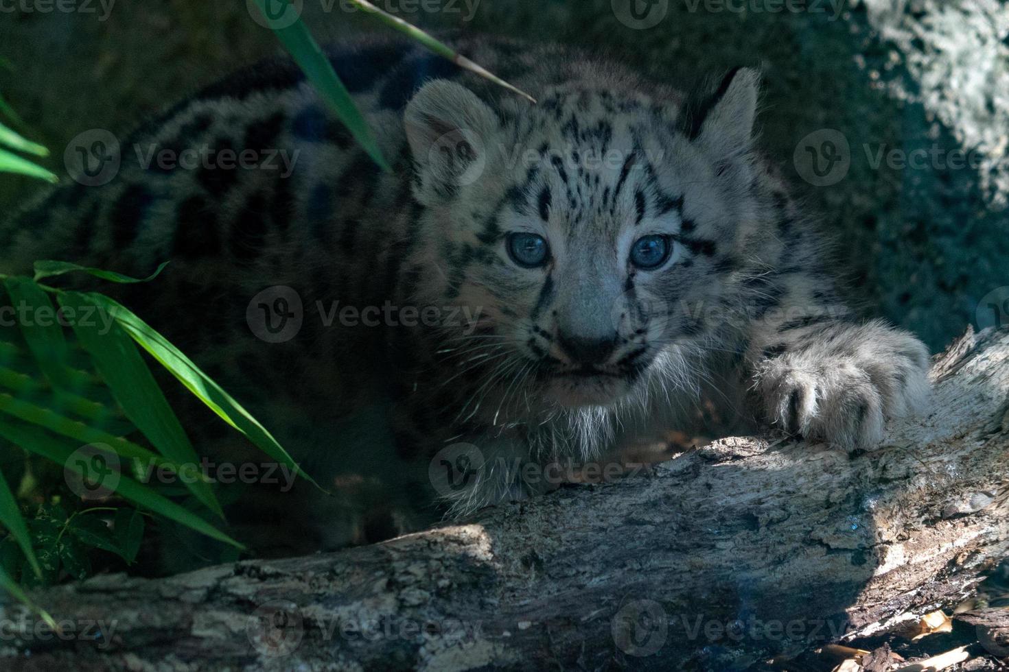 newborn puppy snow leopard close up portrait photo