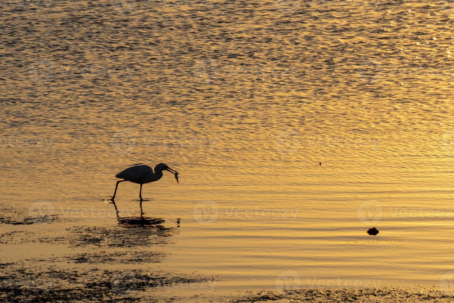white egret hunting at sunset in the swamp photo