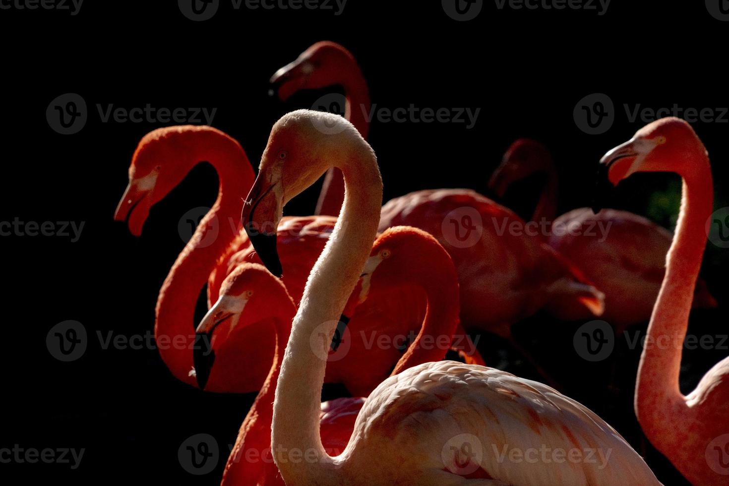 pink flamingo isolated on black photo