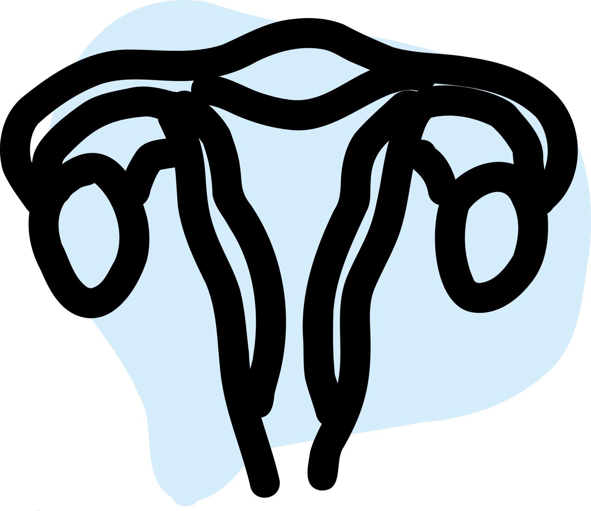 Human genitourinary system anatomy. 17433075 Vector Art at Vecteezy