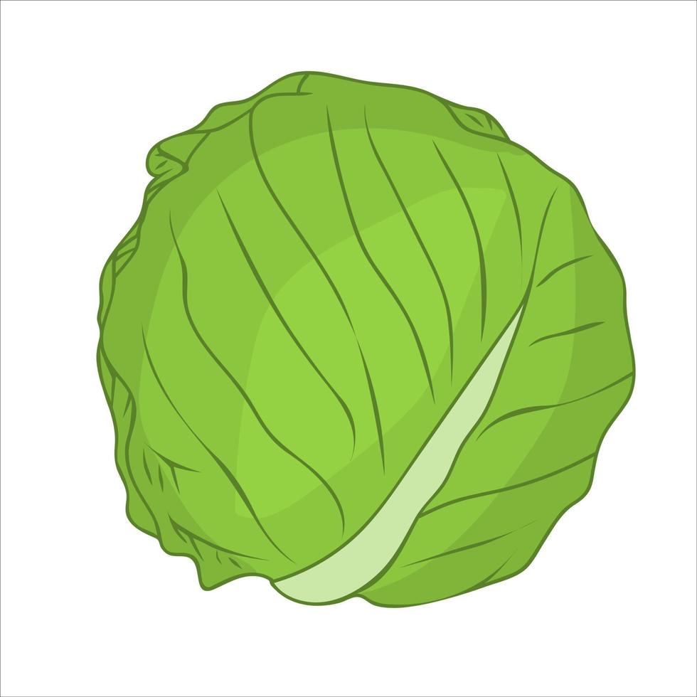 Green cabbage. Fresh and healthy food. Vegetarian nutrition vector