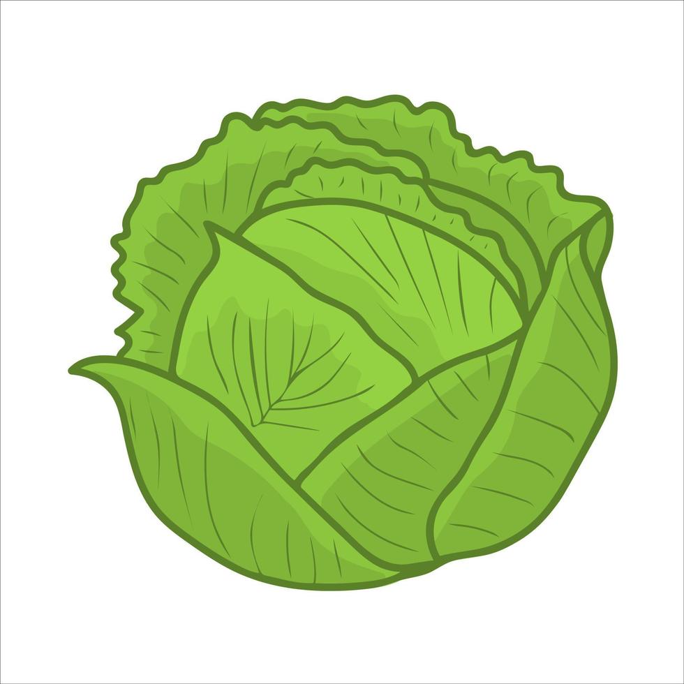 Green cabbage. Fresh and healthy food. Vegetarian nutrition vector