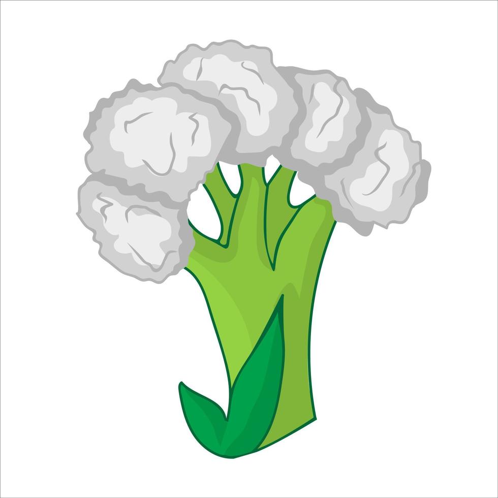 Cauliflower. Fresh and healthy food vector