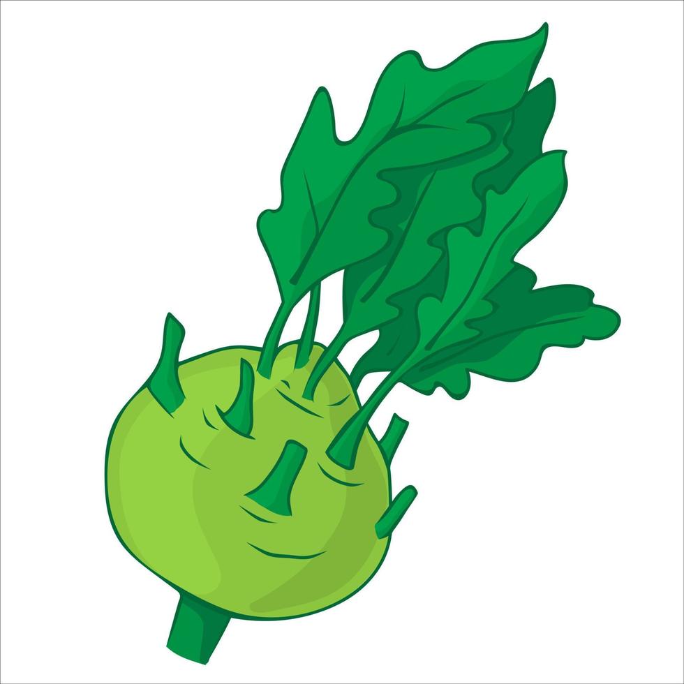 Kohlrabi. Fresh and healthy food vector
