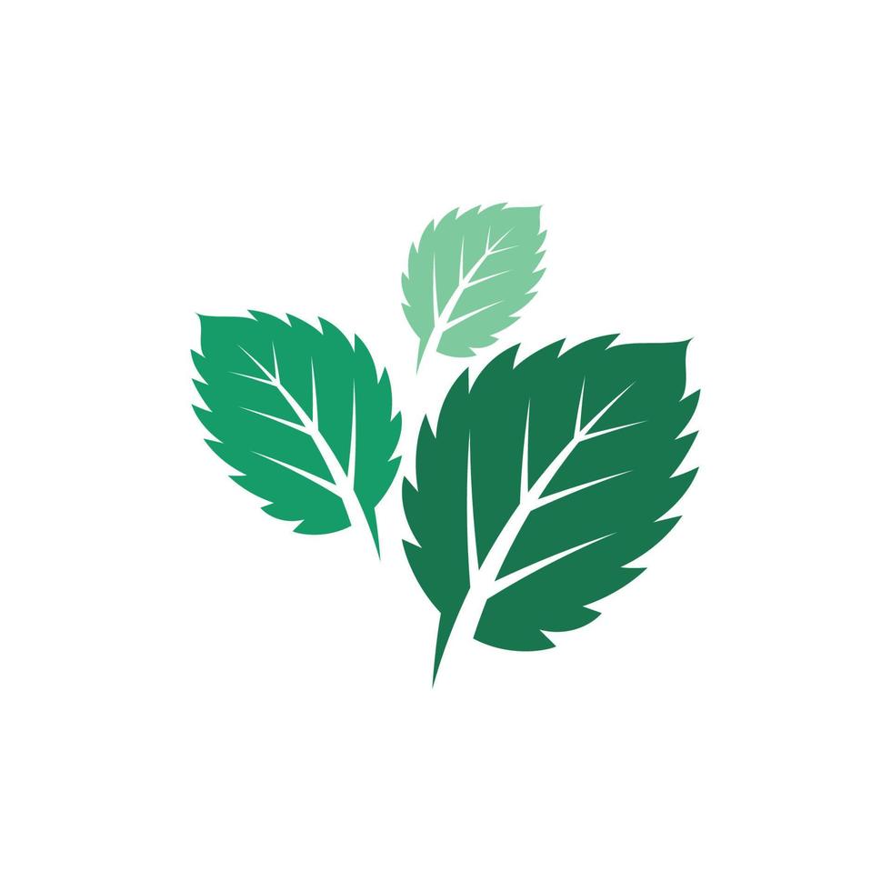 Mint leaves flat vector icon