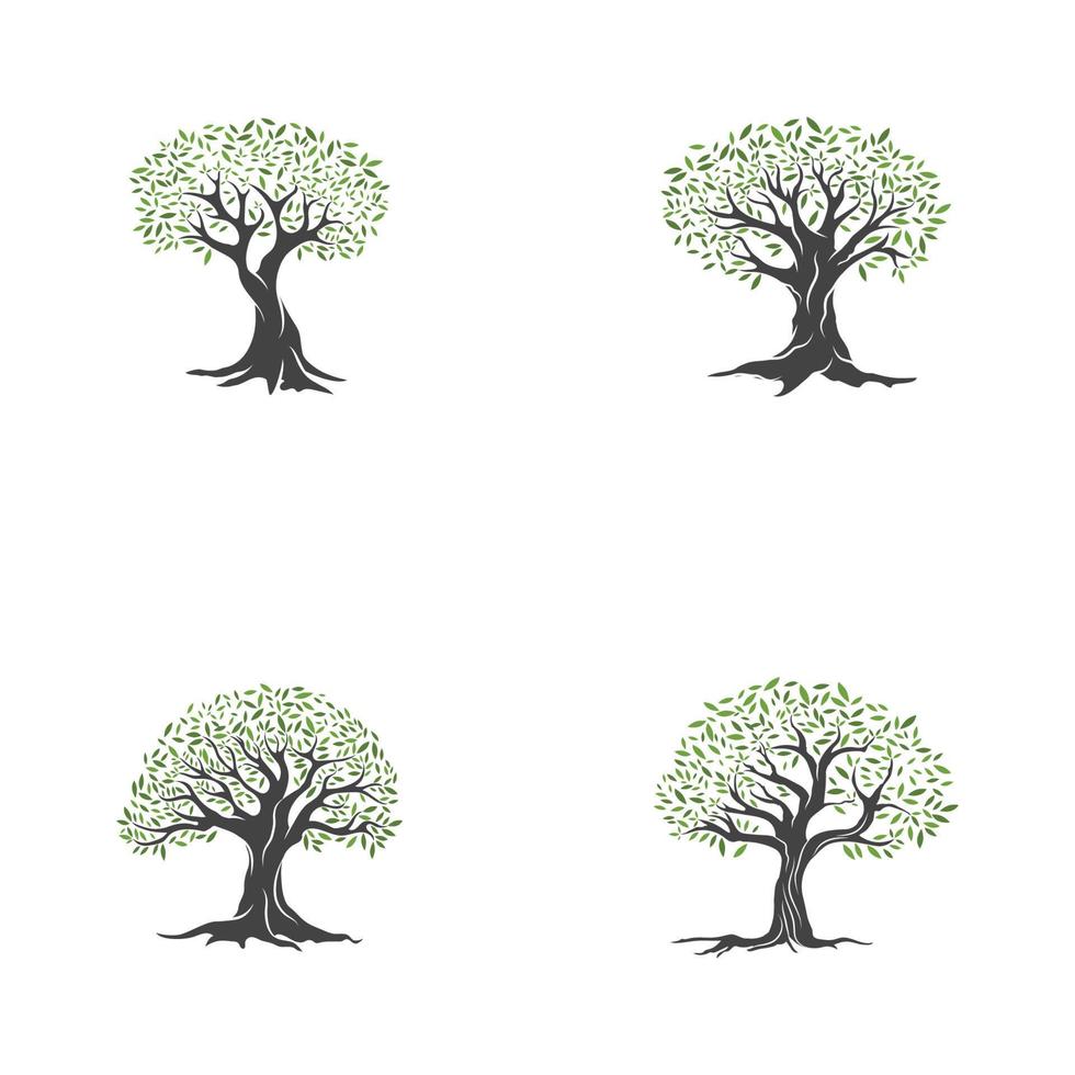 Olive tree vector illustration