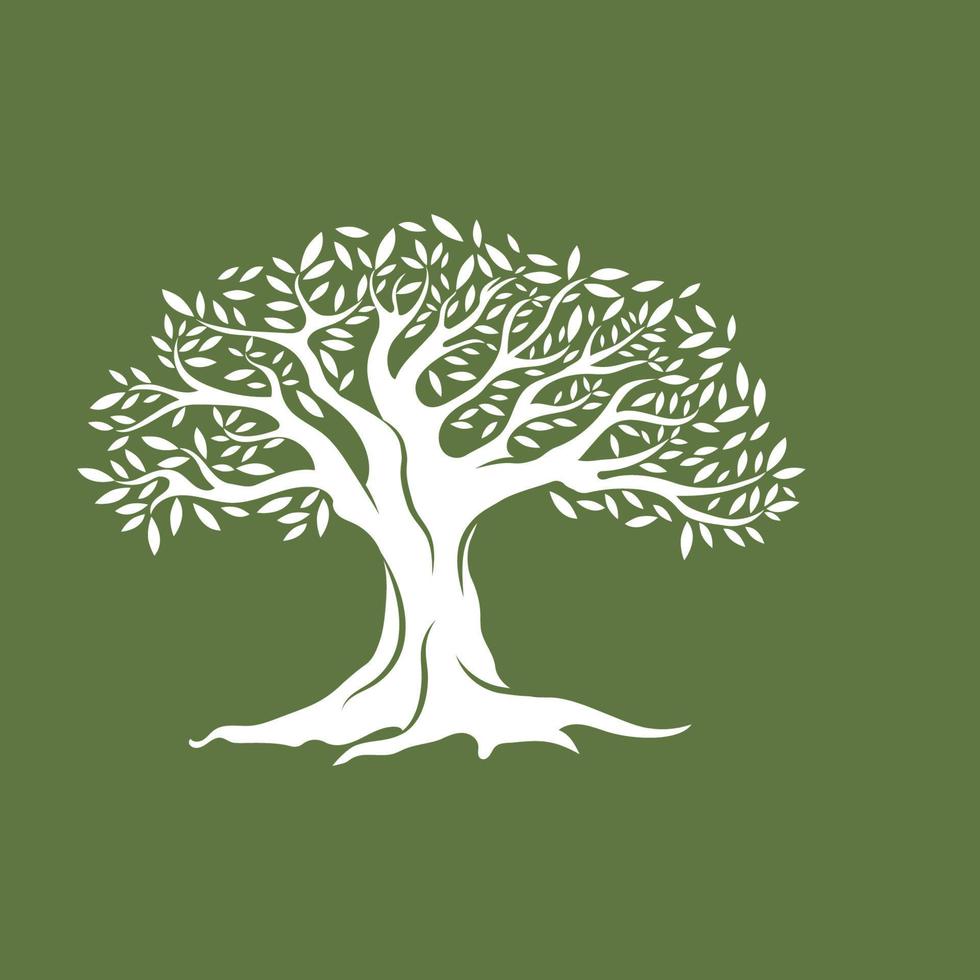 Olive tree vector illustration