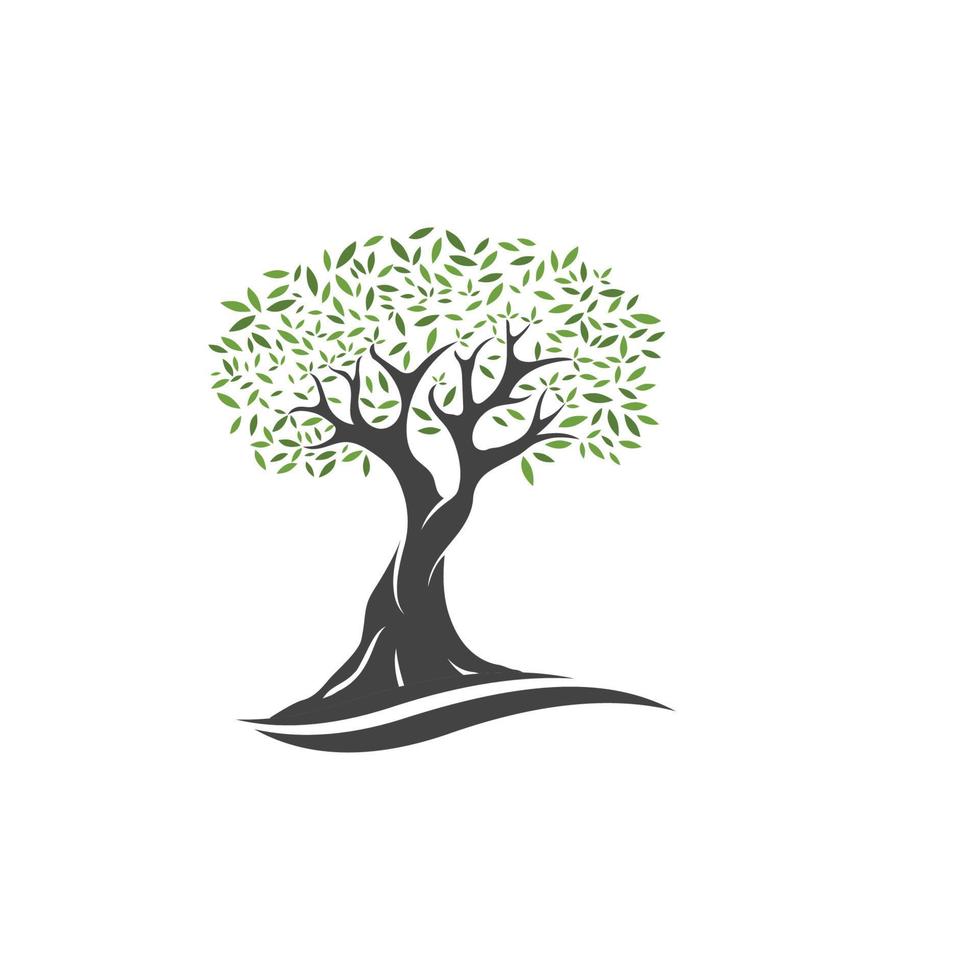 Olive tree vector illustration