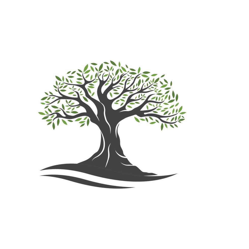 Olive tree vector illustration