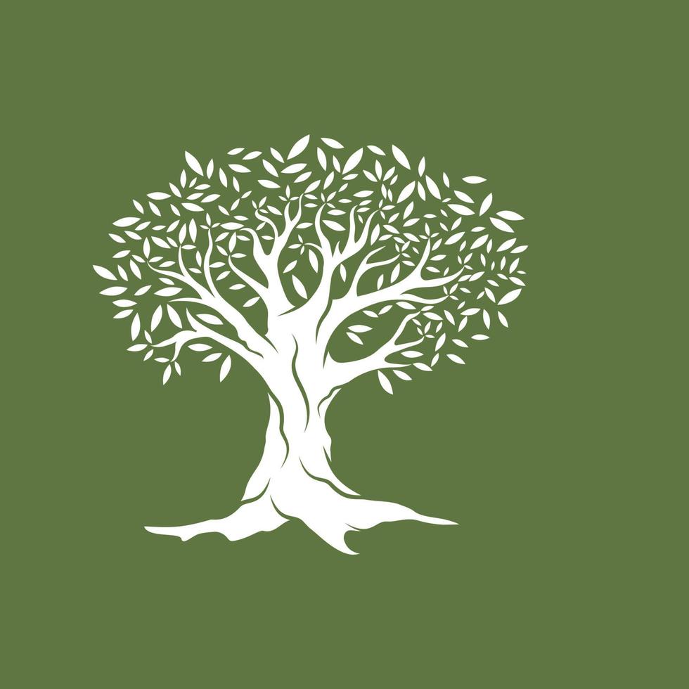 Olive tree vector illustration