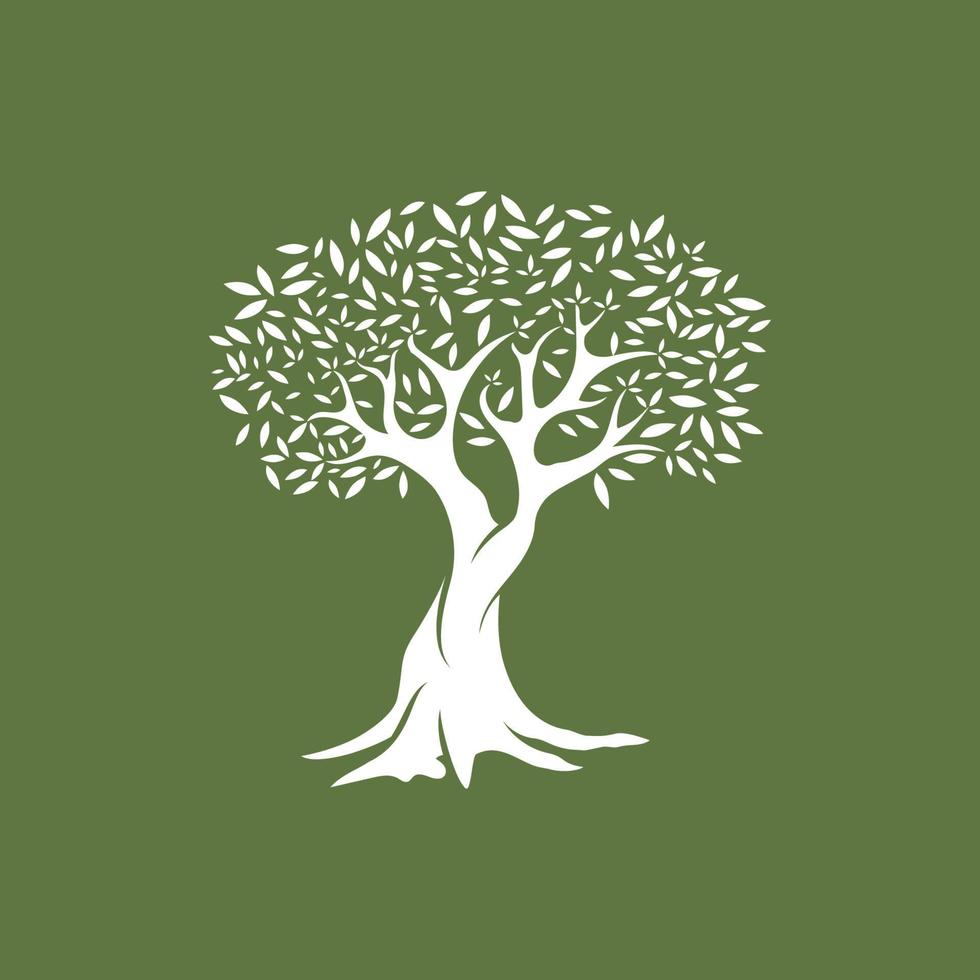 Olive tree vector illustration