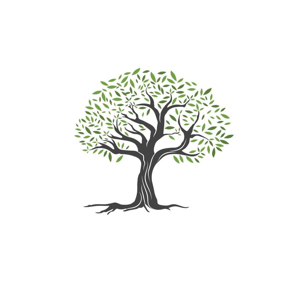 Olive tree vector illustration