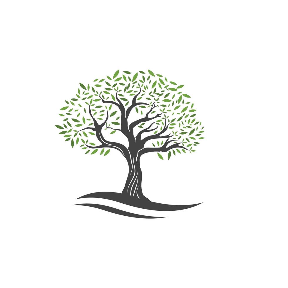 Olive tree vector illustration