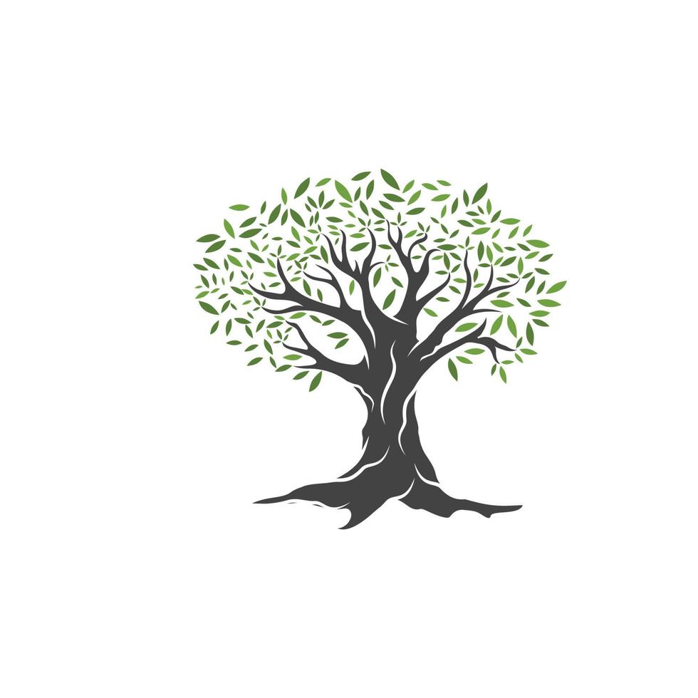 Olive tree vector illustration