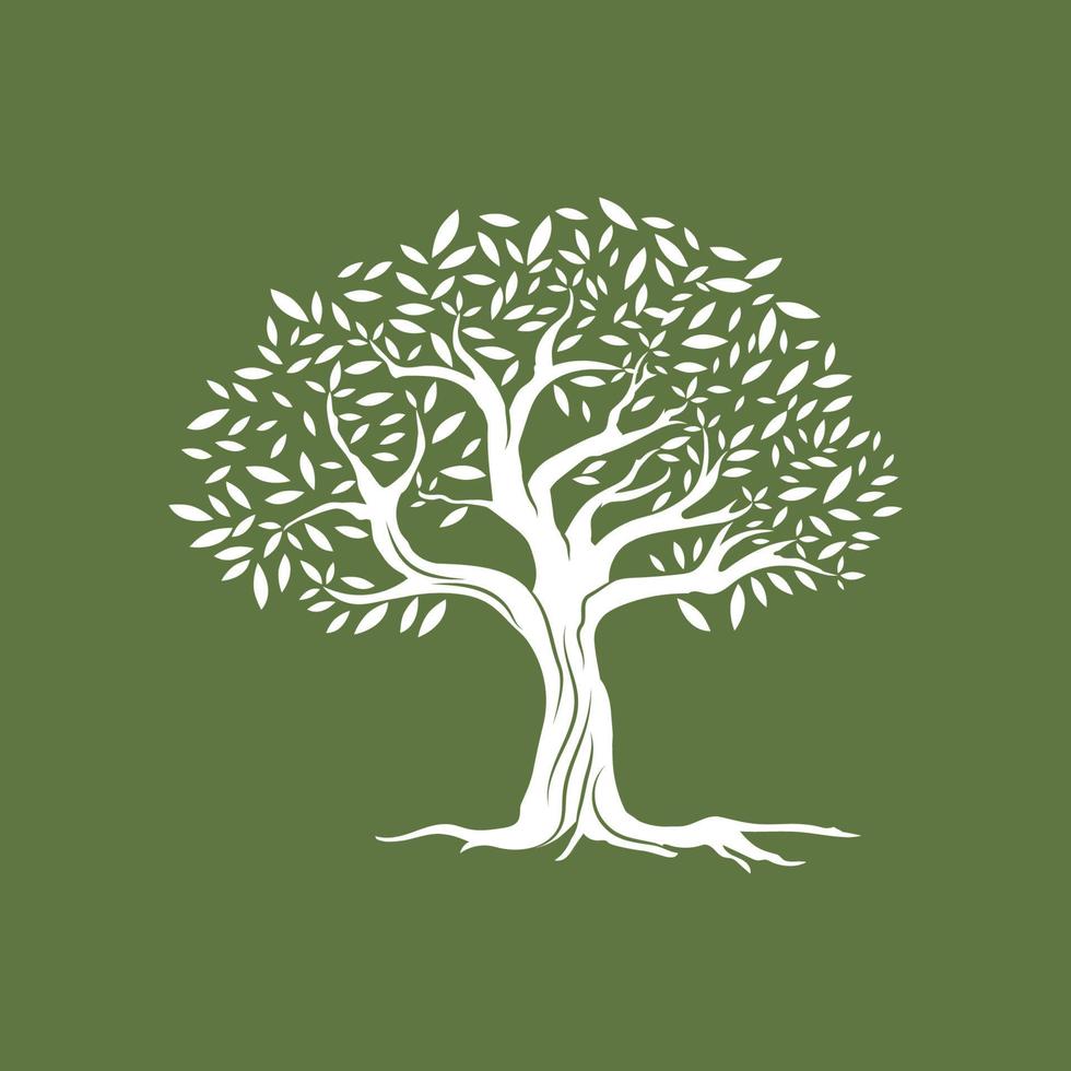 Olive tree vector illustration