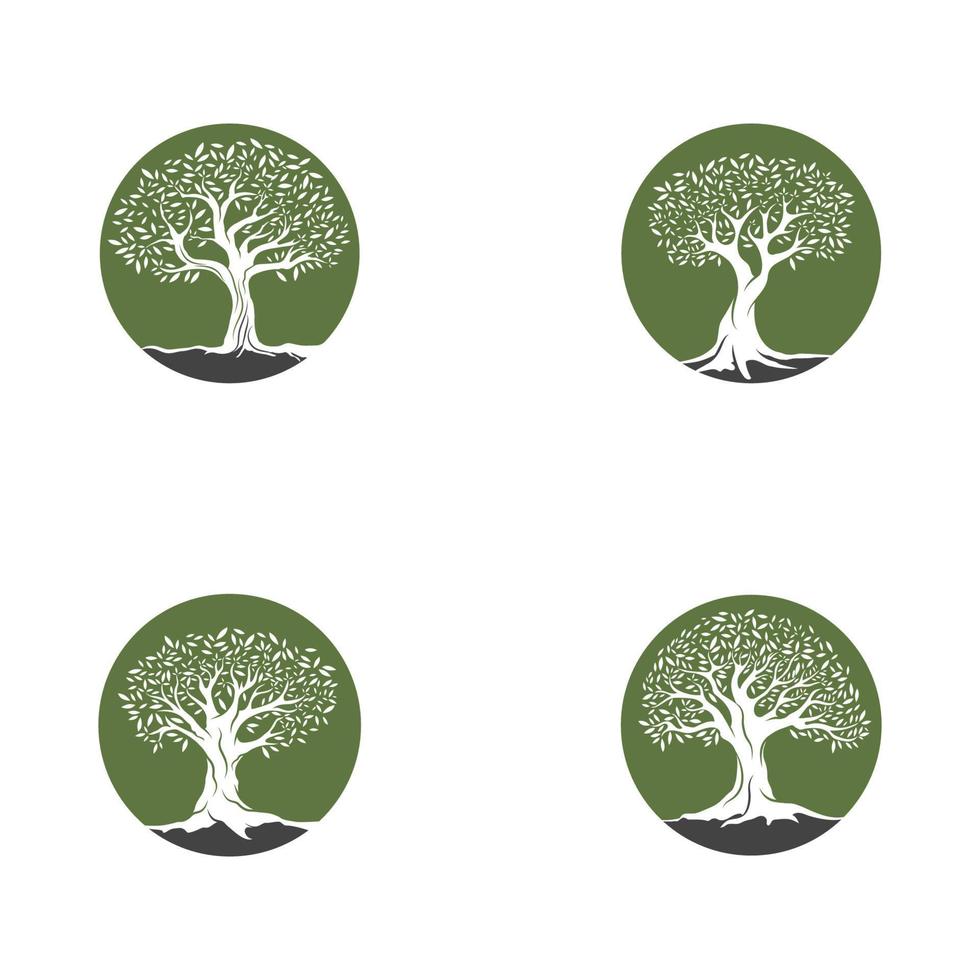Olive tree vector illustration