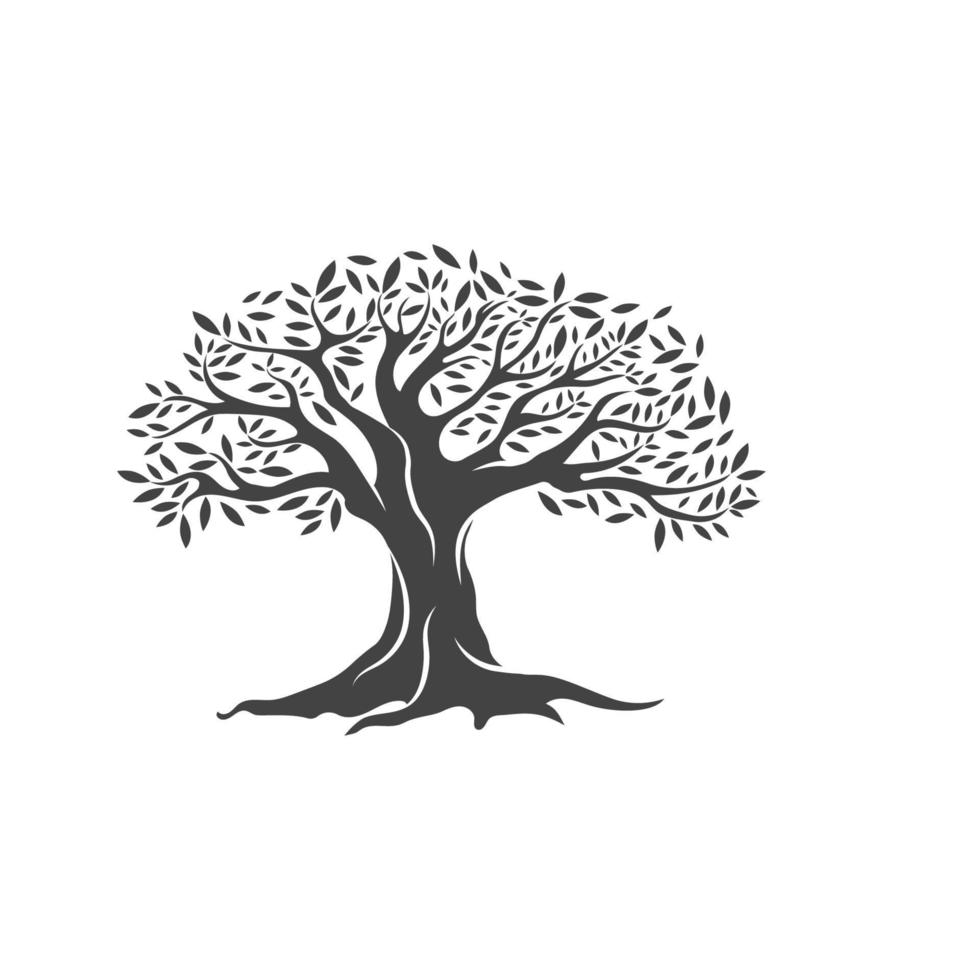 Olive tree vector illustration