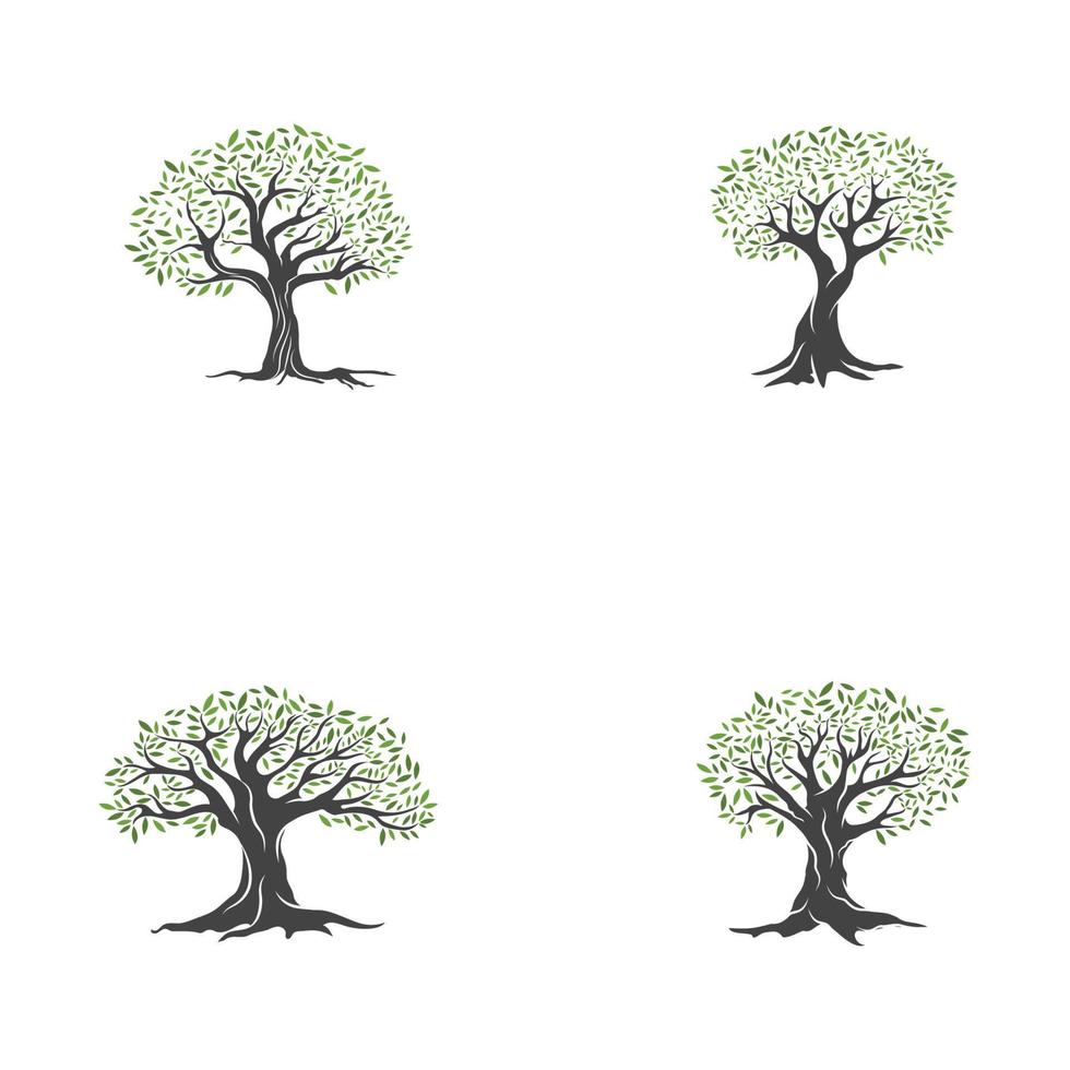 Olive tree vector illustration