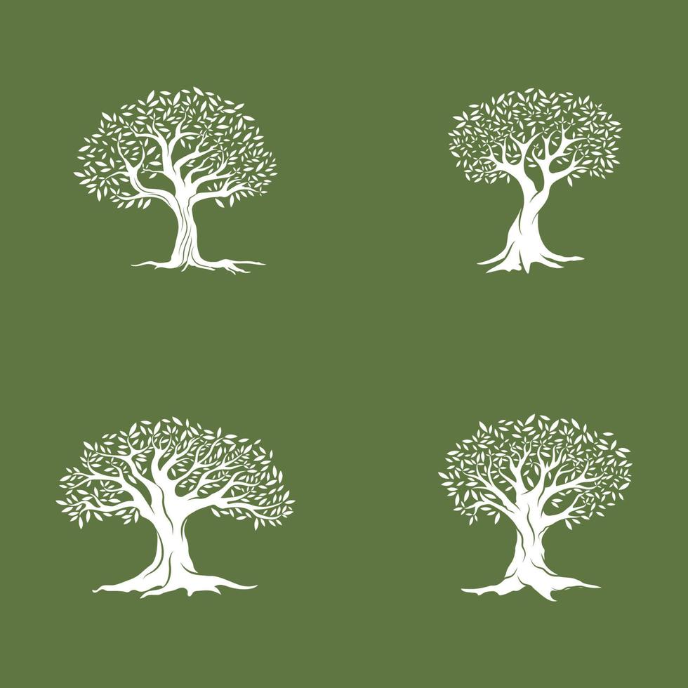 Olive tree vector illustration