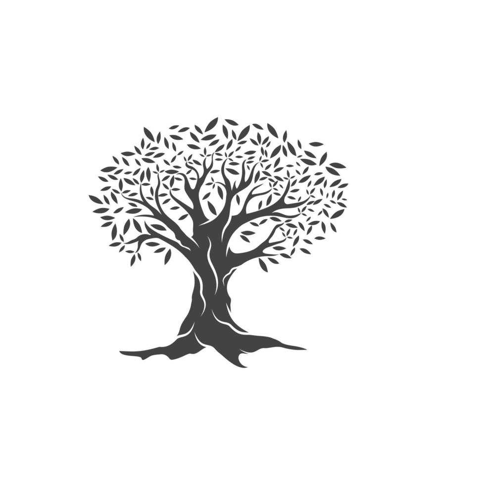 Olive tree vector illustration