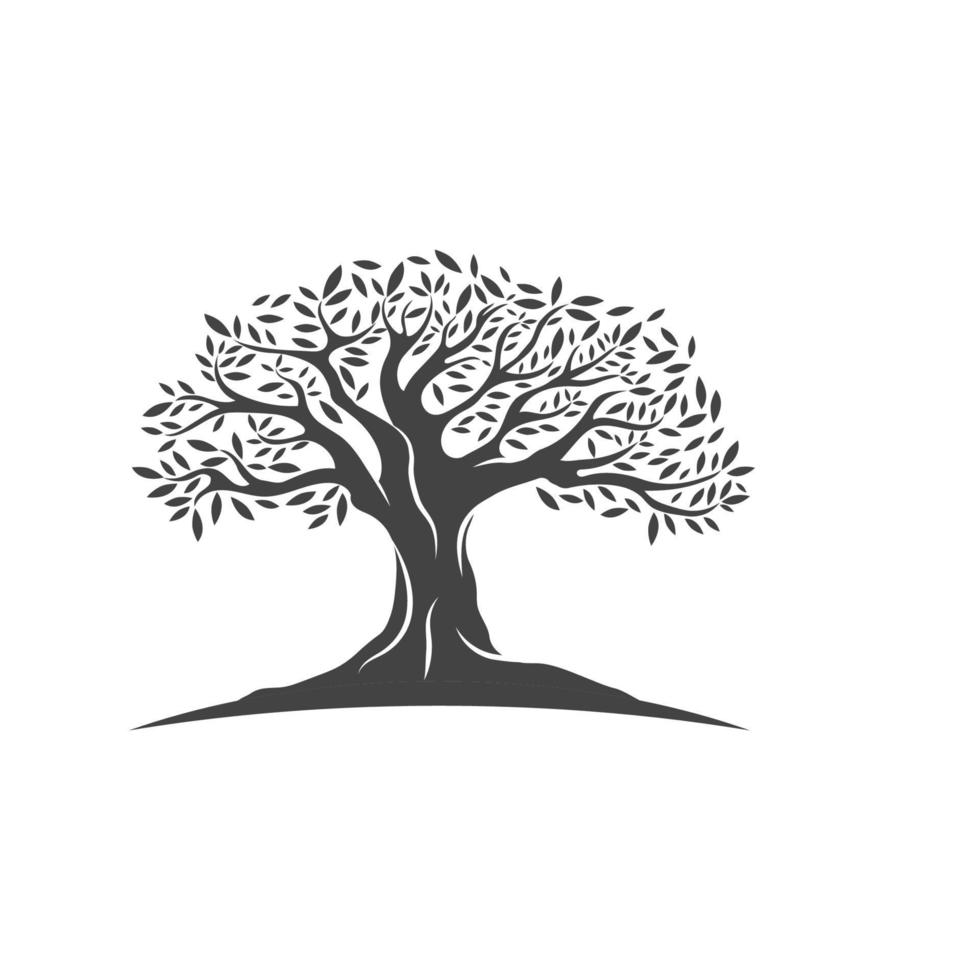 Olive tree vector illustration