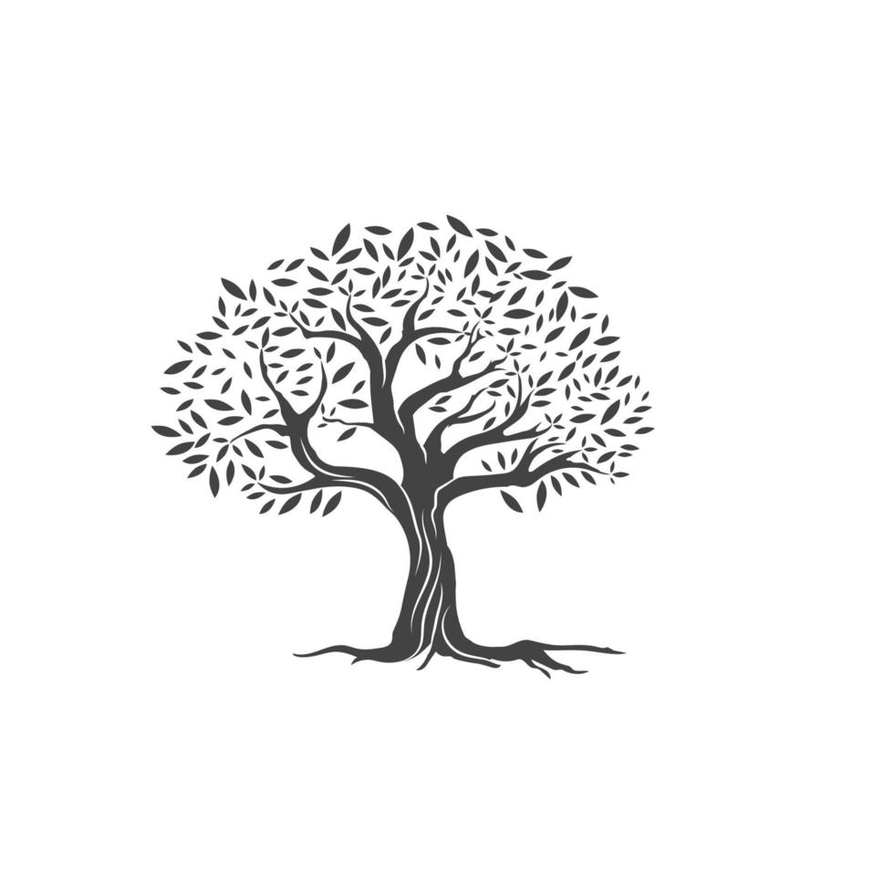 Olive tree vector illustration