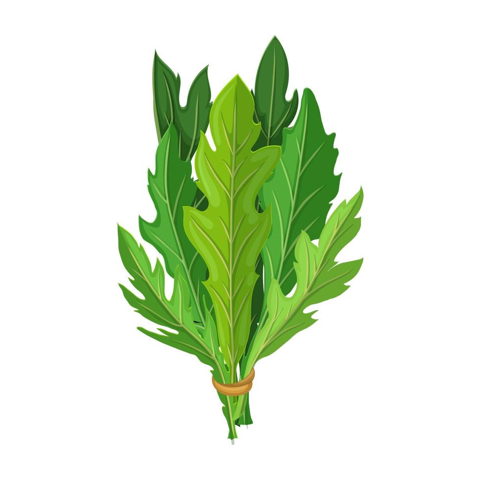 arugula salad cartoon vector illustration
