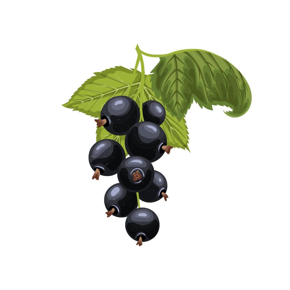 black currant branch cartoon vector illustration